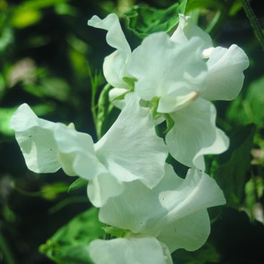 Sweet Pea White Ensign